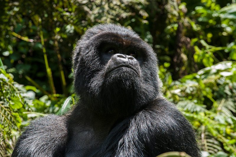 Which Countries Offer the Best Chance to See Mountain Gorillas
