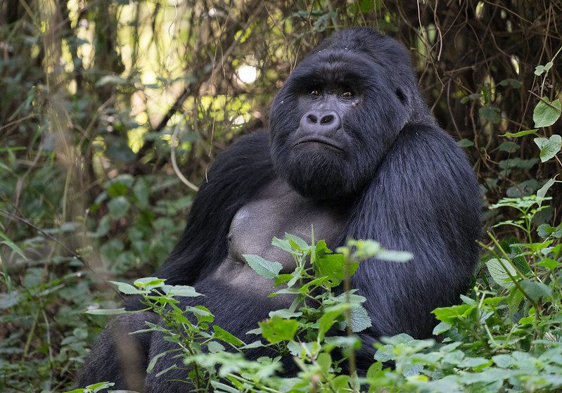 Best Places To See Gorillas in Africa (Which Countries)