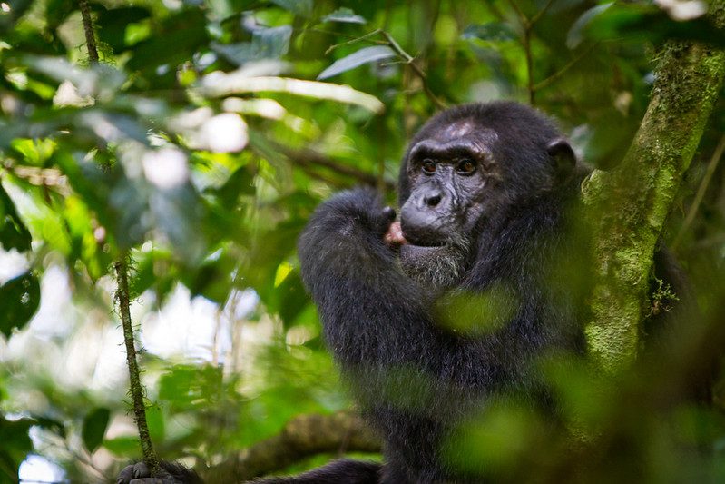 Chimpanzee Filming Tour In Budongo Forest