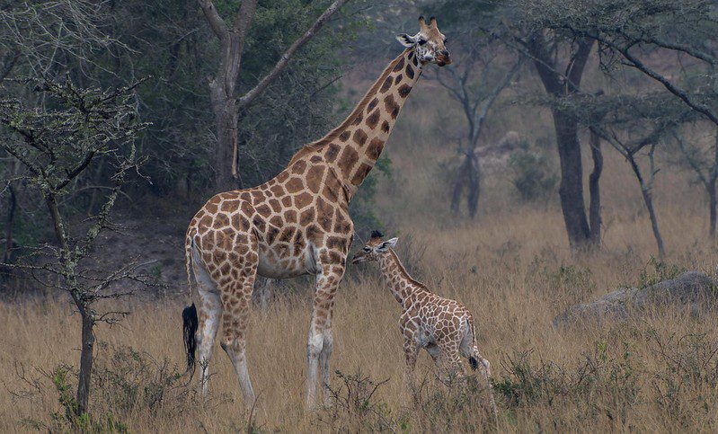 Explore Mburo National Park