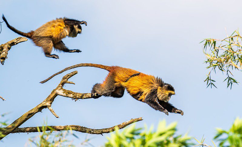 Golden monkey trekking in Uganda