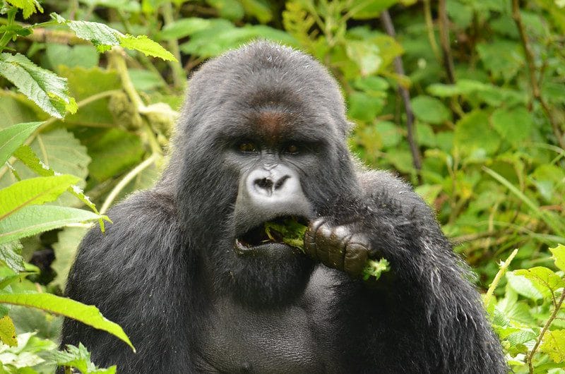 Is mountain gorilla trekking in June the same as mountain gorilla trekking in February