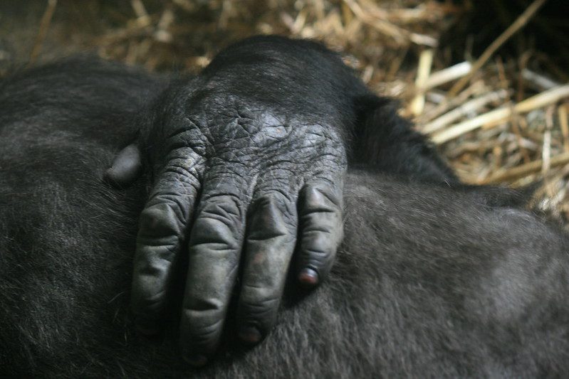 Mountain Gorillas in Volcanoes Move to Mgahinga National Park
