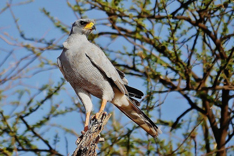 Safari Activities in Eastern Uganda