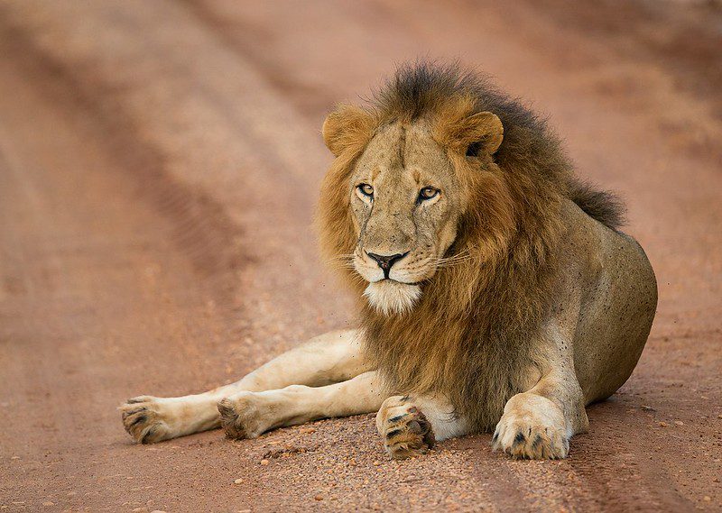 Top Things to Do on a Uganda Safari in Murchison Falls