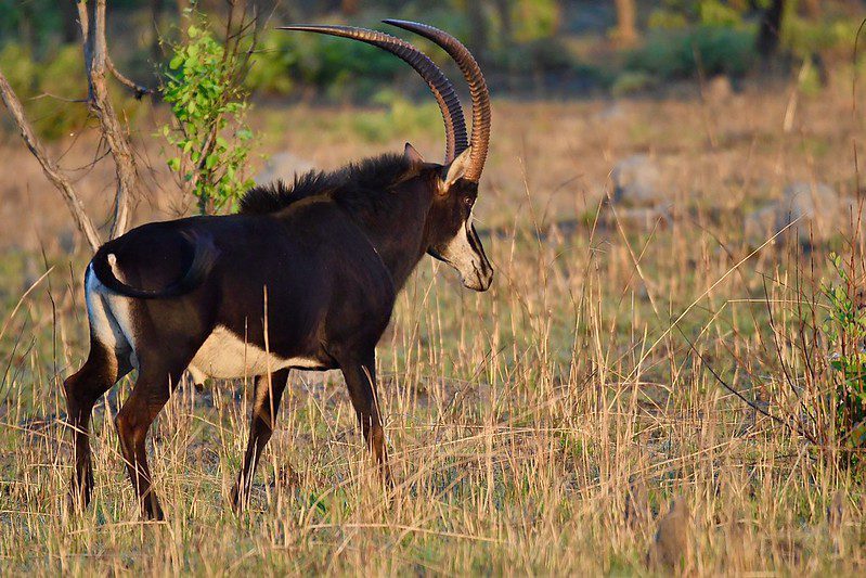 What Are The Benefits Of Going On A budget safari to uganda