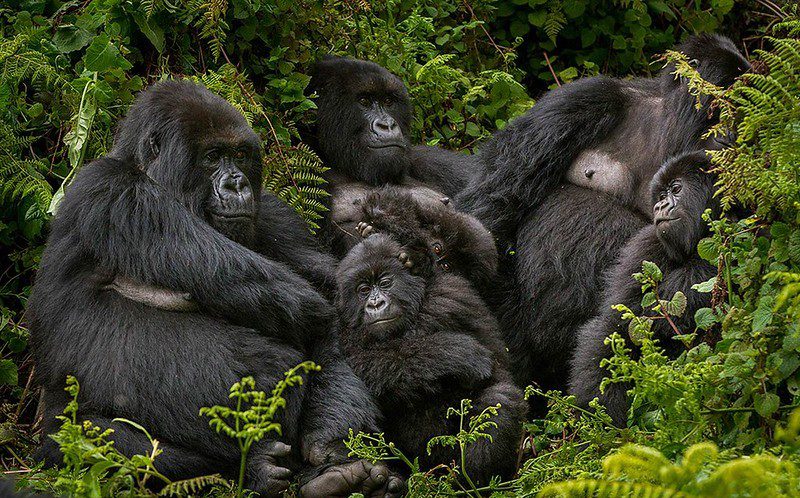 What to expect on a mountain gorilla trek in Rwanda