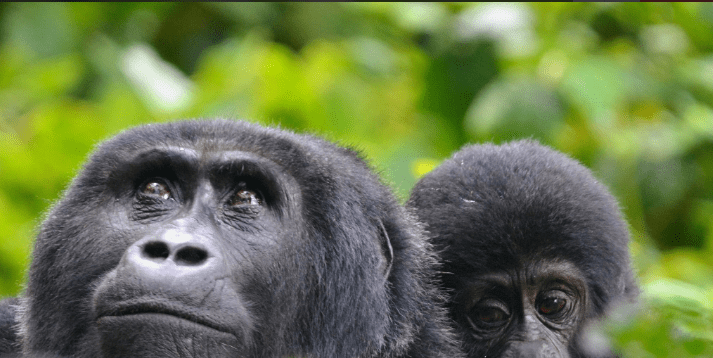 What Are the Best Gorilla Trekking Tours in Uganda?