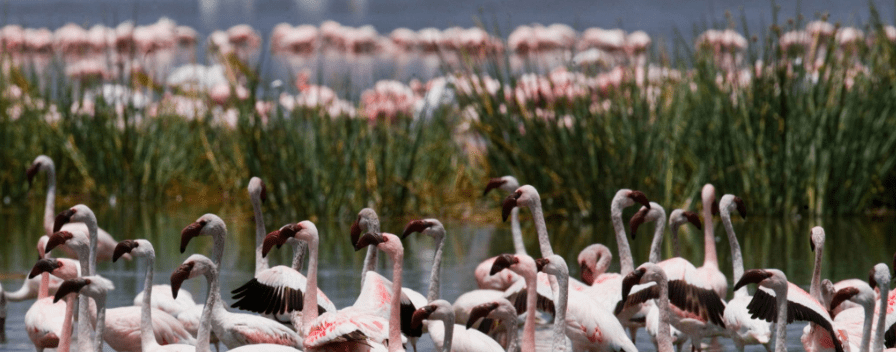 Best Time to See Flamingos in Kenya’s Lake Nakuru