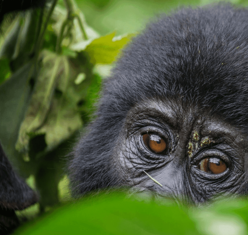 Tourists trekking to see mountain gorillas in Bwindi Impenetrable Forest with guides