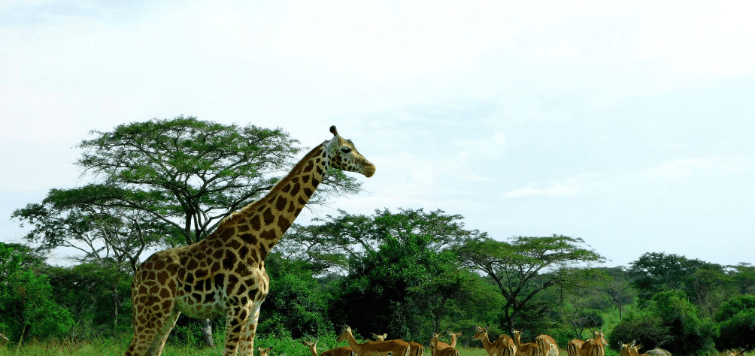 Uganda Safari Holidays – Top Attractions