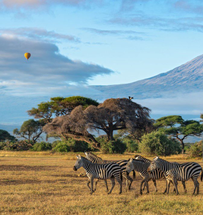 Zebras grazing on the grassy plains near Mount Kilimanjaro with the mountain visible in the background.
