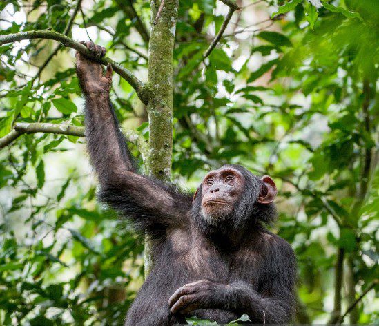 Chimpanzee trekking through Budongo Forest