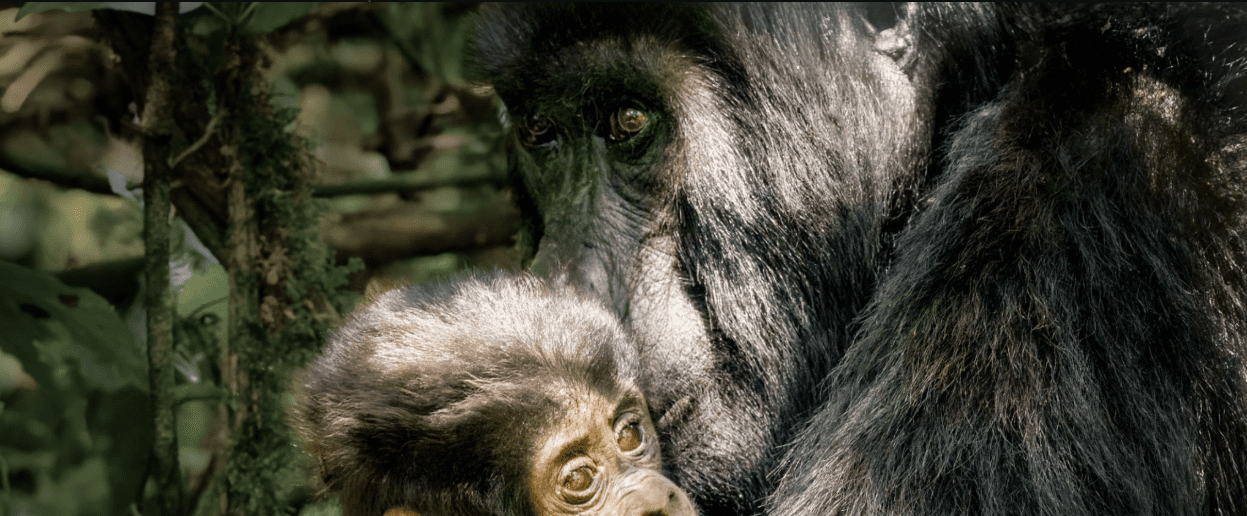 Kenya Gorilla Trekking Physical Challenges: A Journey of Strength, Perseverance, and Triumph