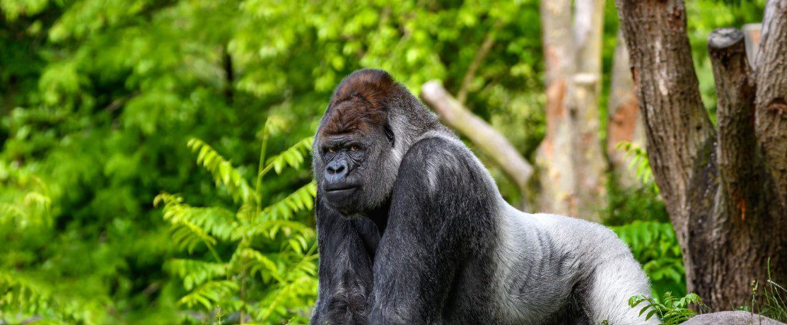 Mountain gorilla sitting peacefully in a lush green forest.