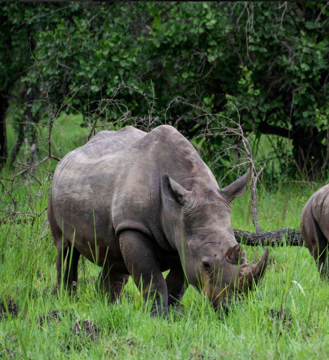 Rhino grazing peacefully in protected habitat at Ziwa, Uganda