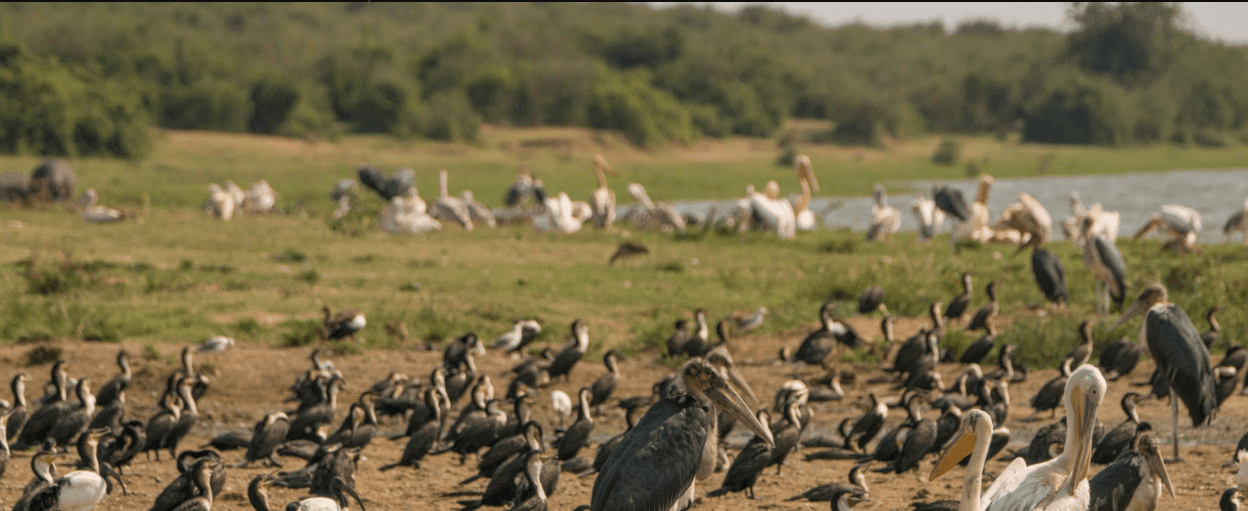 Uganda Birdwatching – Top Spots & Species