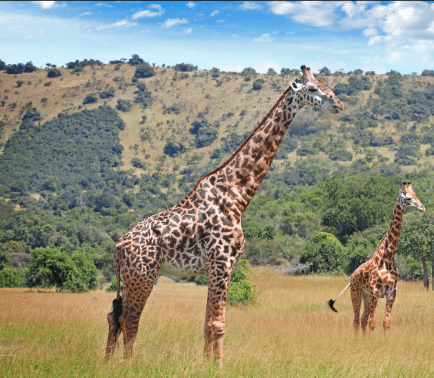 Can You Visit Akagera Park Without a Tour?