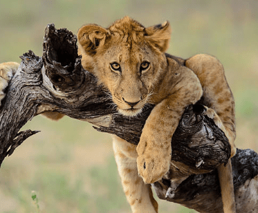 Tanzania’s Selous Game Reserve