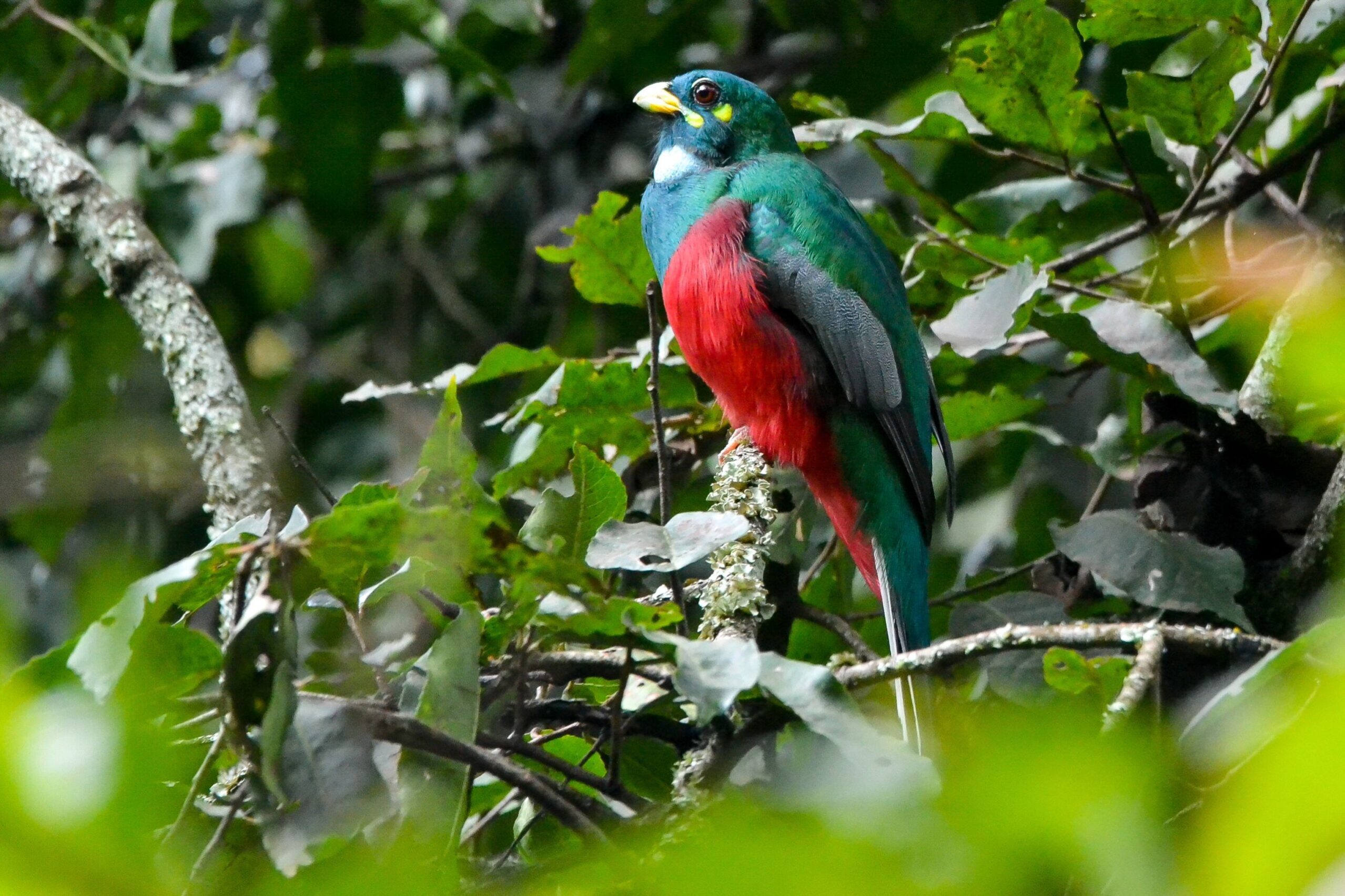 Birdwatching Group Tours in Uganda