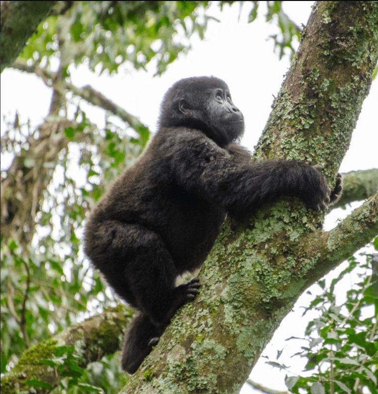 Gorilla Trekking Age Limit: An Inspirational Journey Through Uganda’s Wilderness