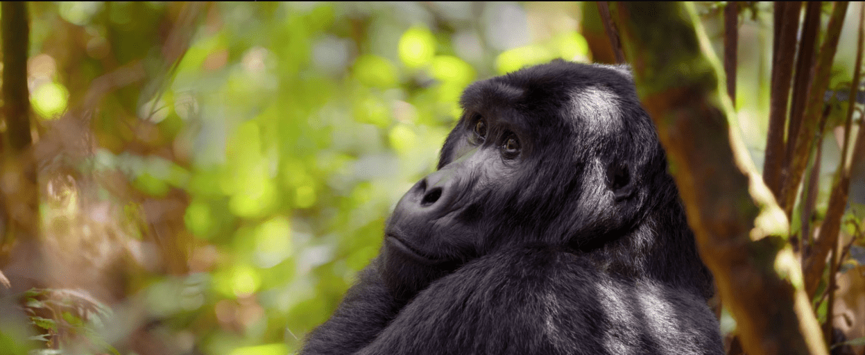 Gorilla Trekking Weather Conditions: An Inspirational Journey Through Kenya’s Wilderness