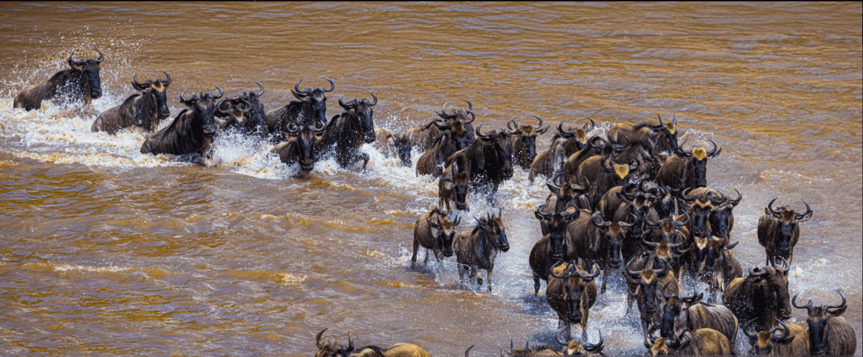 Discover how one Can You See the Great Migration in February?