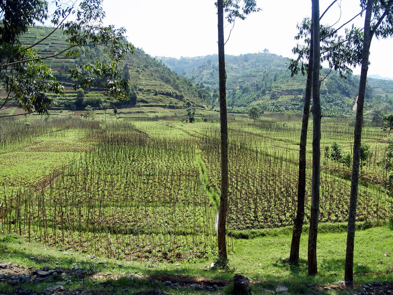 Lush green hills in Rwanda during the rainy season, with misty skies and vibrant tropical vegetation.Lush green hills in Rwanda during the rainy season, with misty skies and vibrant tropical vegetation.