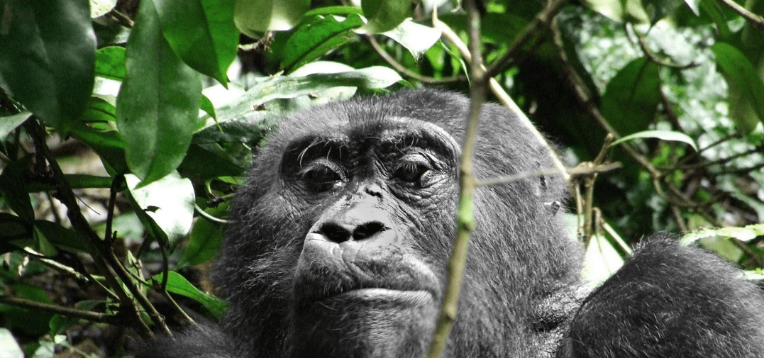 Congo Gorilla Trekking Best Deals: An Unforgettable Adventure of a Lifetime