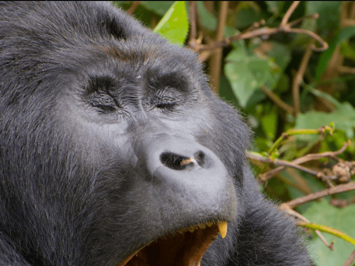 Uganda Adventure Tours – Gorillas & More: A Journey of Discovery and Inspiration