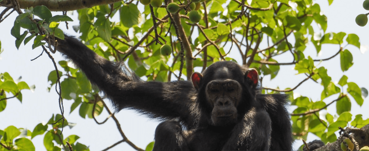 Uganda Chimpanzee Habituation Experience: A Journey of Connection, Conservation, and Self-Discovery