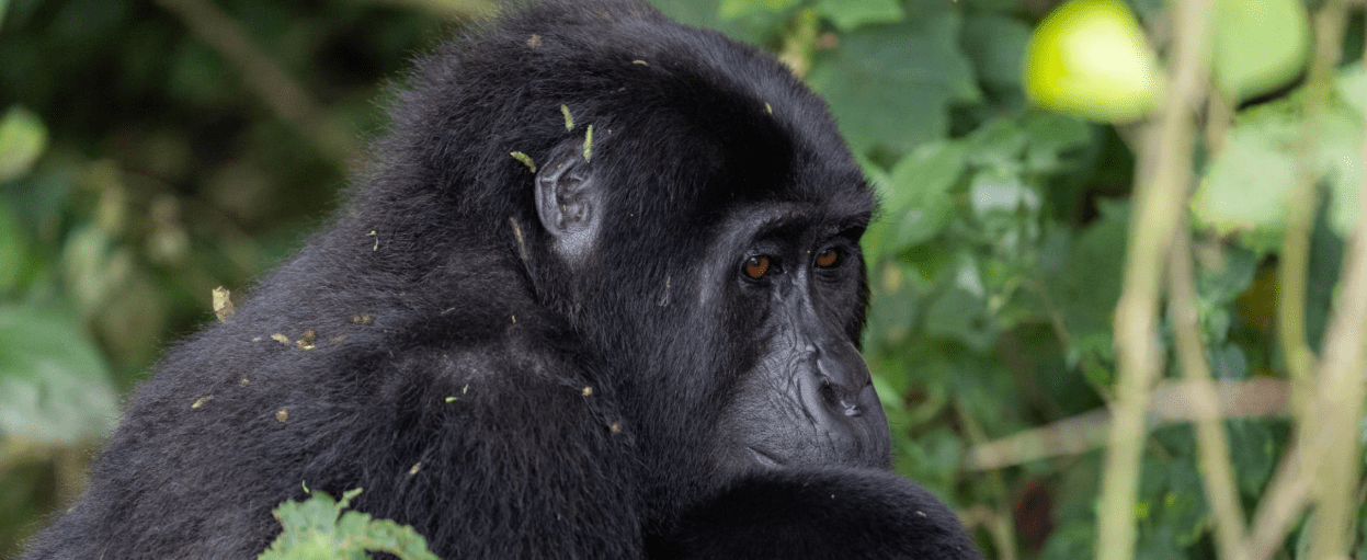 Uganda Gorilla Families – Where to See