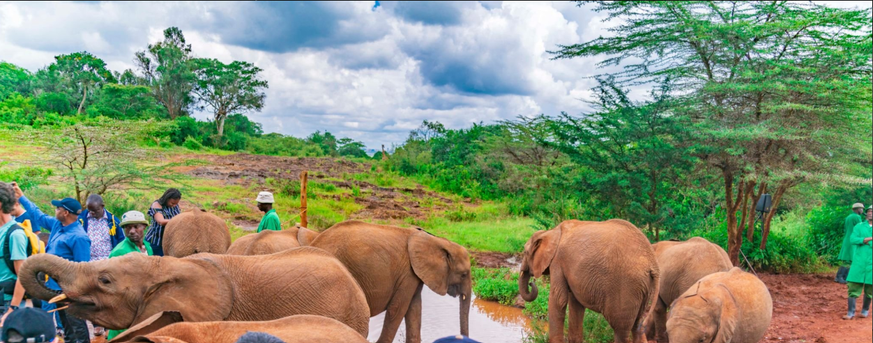 How to Volunteer with Wildlife Conservation in Kenya