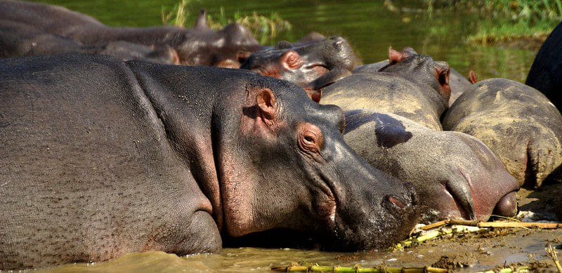 hippos-at-queen-elizabeth-national-park