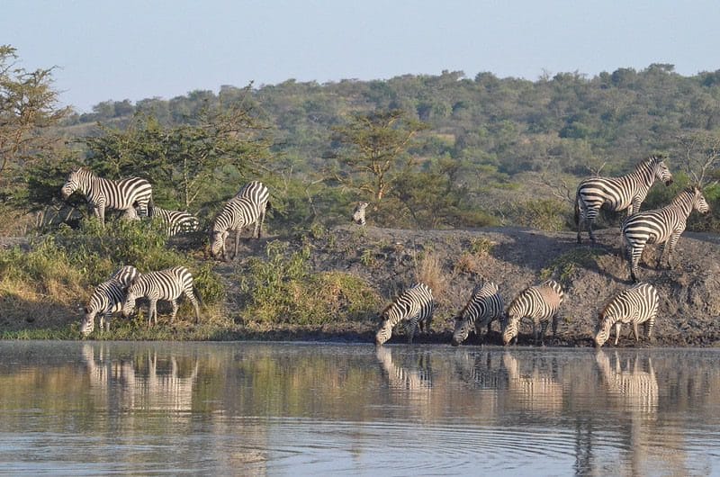 Lake Mburo National Park Uganda 1