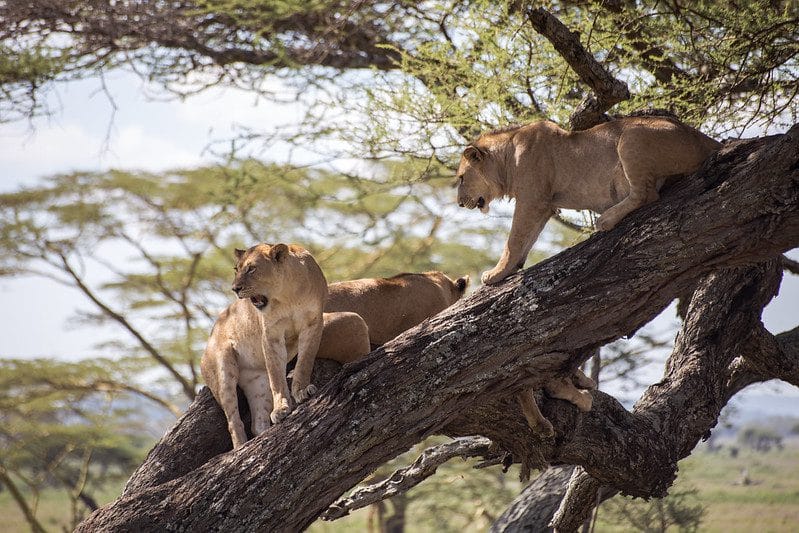 tree-climbing-lions-at-queen-elizabeth-national-park