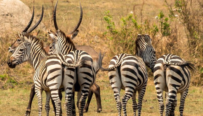 What Is The History Of Lake Mburo National Park? 1