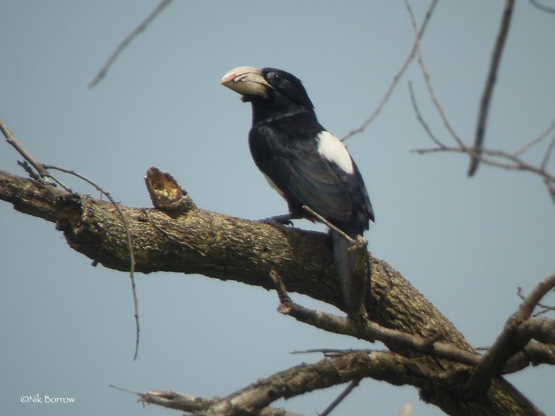 Black Breasted Barbet Kidepo National Park
