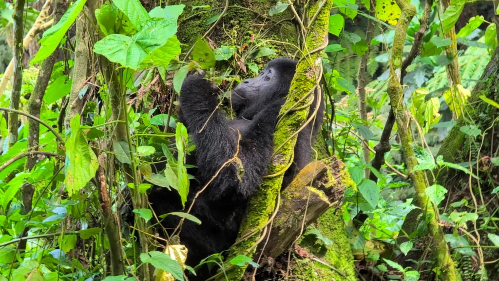 Baby mountain gorilla in Bwindi, Uganda