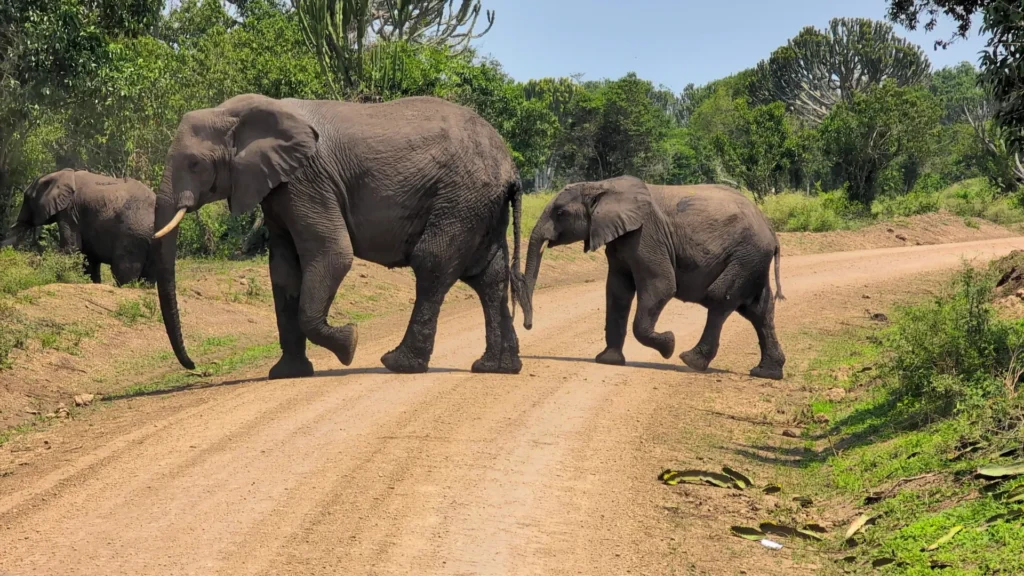 Elephants crossing the road in Queen Elizabeth National Park, Uganda
