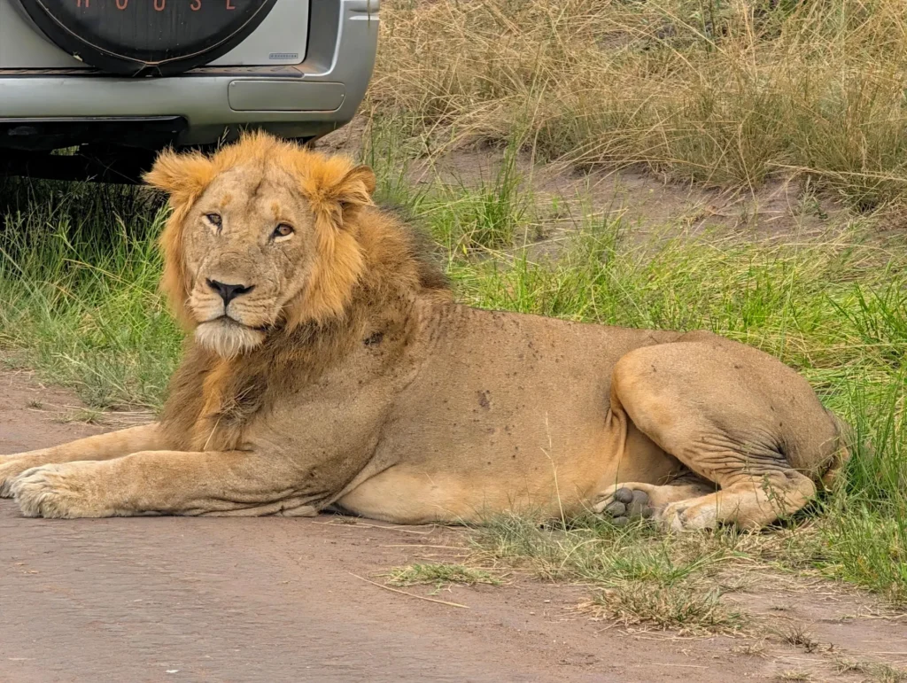 Lion beside a safari vehicle in Queen Elizabeth National Park, Uganda