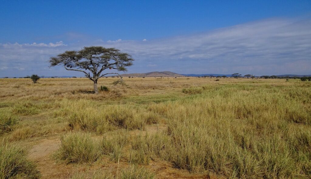 Acacia tree on the open plains of Serengeti National Park, Tanzania